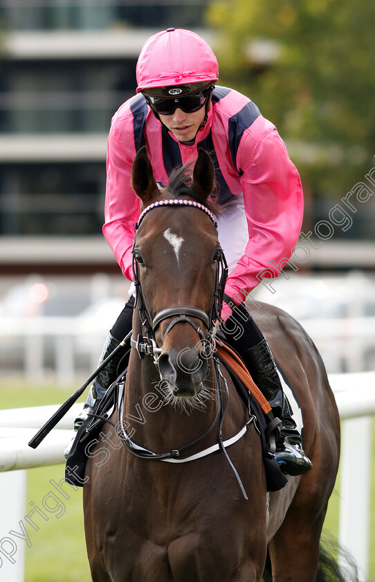 Swiss-Air-0001 
 SWISS AIR (James Doyle)
Newbury 17 Aug 2018 - Pic Steven Cargill / Racingfotos.com