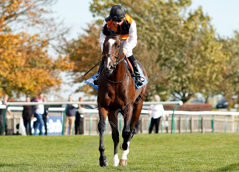 Omnivega-0001 
 OMNIVEGA (Stevie Donohoe)
Newmarket 13 Oct 2018 - Pic Steven Cargill / Racingfotos.com