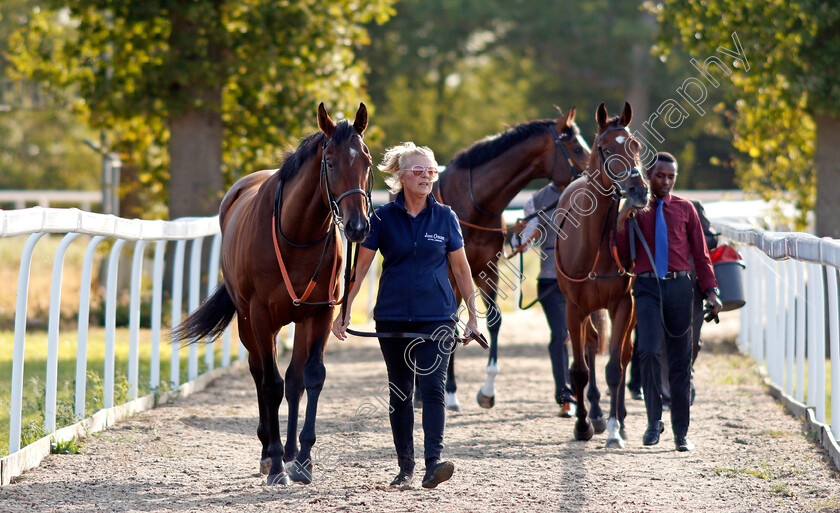 Chelmsford-0001 
 Horses being led from the stables to the paddock 
Chelmsford 4 Sep 2019 - Pic Steven Cargill / Racingfotos.com