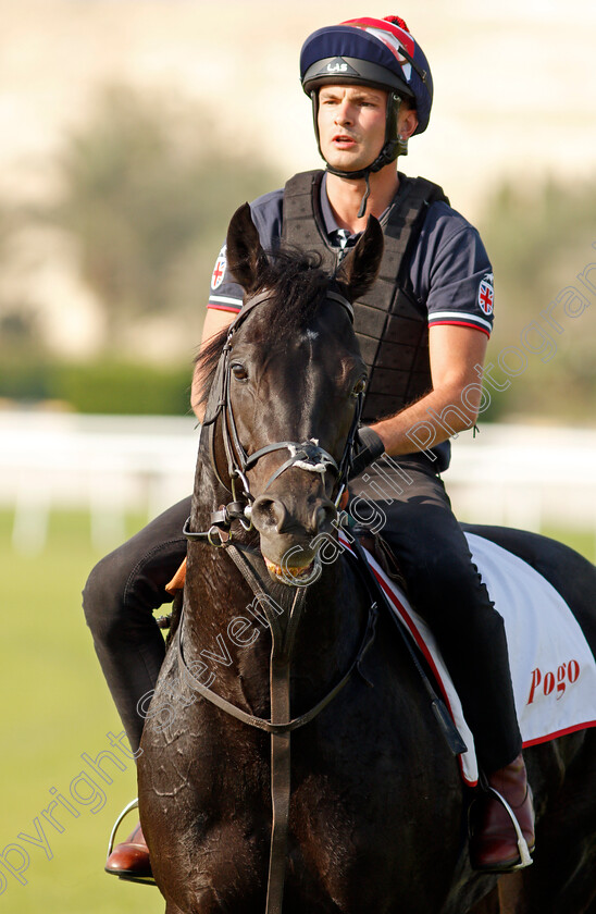 Pogo-0004 
 POGO exercising in preparation for Friday's Bahrain International Trophy
Sakhir Racecourse, Bahrain 18 Nov 2021 - Pic Steven Cargill / Racingfotos.com