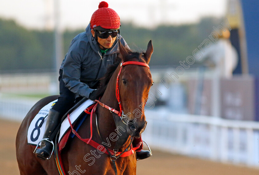 Romantic-Warrior-0003 
 ROMANTIC WARRIOR training for the Dubai Racing Carnival
Meydan 22 Jan 2025 - Pic Steven Cargill / Racingfotos.com