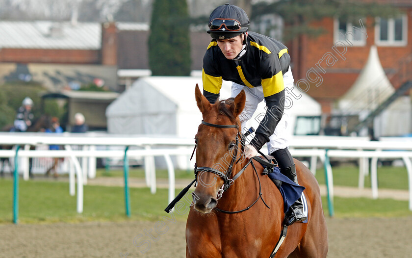 Pentacle-0001 
 PENTACLE (Dylan Hogan)
Lingfield 7 Mar 2024 - Pic Steven Cargill / Racingfotos.com