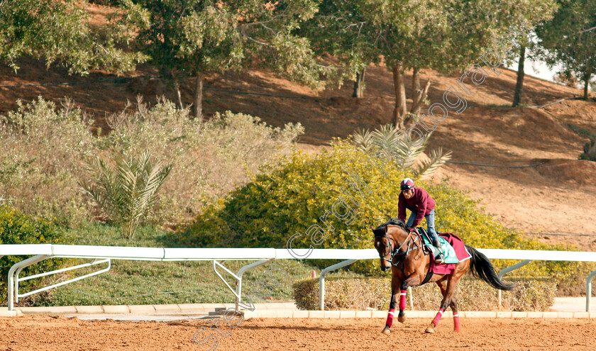 North-America-0001 
 NORTH AMERICA preparing for The Saudi Cup
Riyadh Racetrack, Kingdom Of Saudi Arabia, 27 Feb 2020 - Pic Steven Cargill / Racingfotos.com