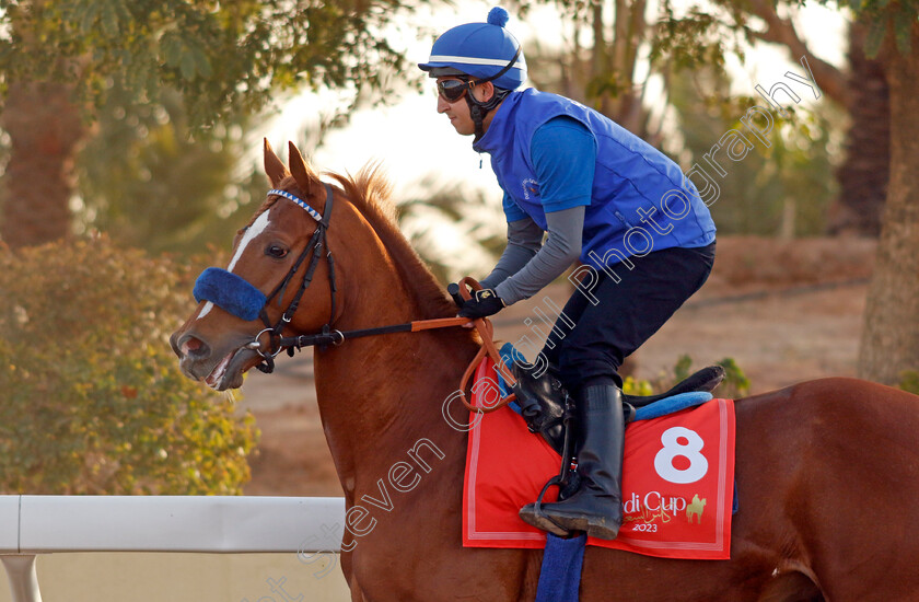 Sisfahan-0001 
 SISFAHAN training for the Red Sea Turf Handicap
King Abdulaziz Racecourse, Kingdom Of Saudi Arabia, 23 Feb 2023 - Pic Steven Cargill / Racingfotos.com