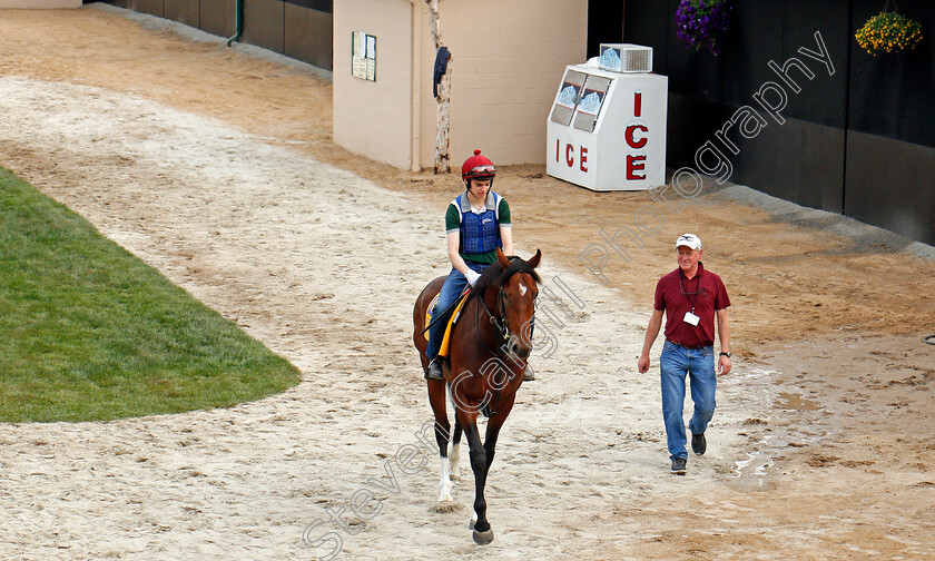 Churchill-0001 
 CHURCHILL training for The Breeders' Cup Classic at Del Mar 2 Nov 2017 - Pic Steven Cargill / Racingfotos.com