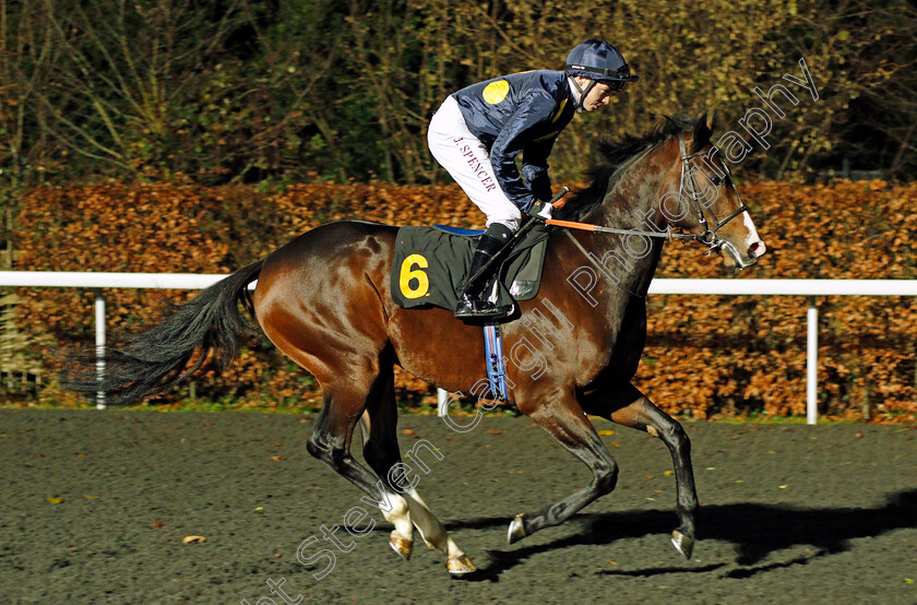 Highbrow-0001 
 HIGHBROW (Jamie Spencer) winner of The Matchbook VIP Novice Stakes Div2 Kempton 13 Dec 2017 - Pic Steven Cargill / Racingfotos.com