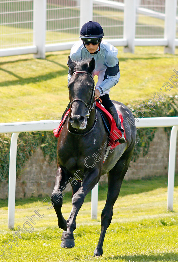 Mephisto-0001 
 MEPHISTO (Harry Bentley)
Sandown 25 Jul 2019 - Pic Steven Cargill / Racingfotos.com