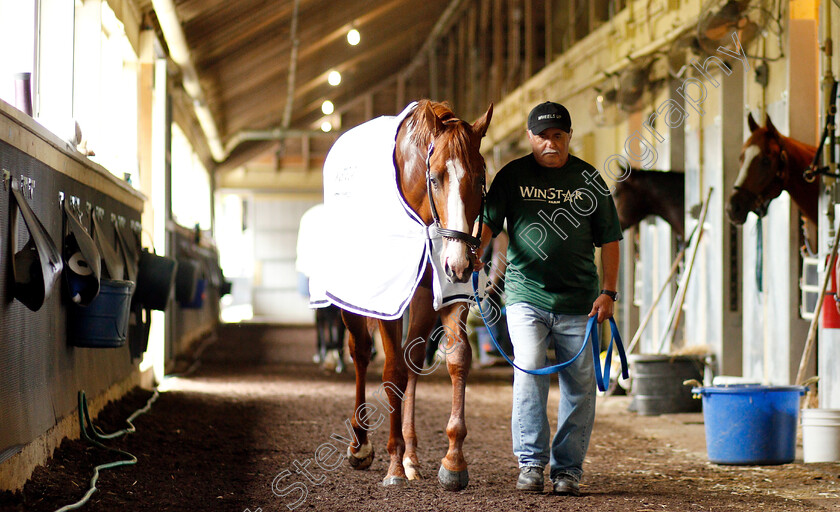 Justify-0023 
 JUSTIFY after exercising in preparation for The Belmont Stakes
Belmont Park USA 7 Jun 2018 - Pic Steven Cargill / Racingfotos.com