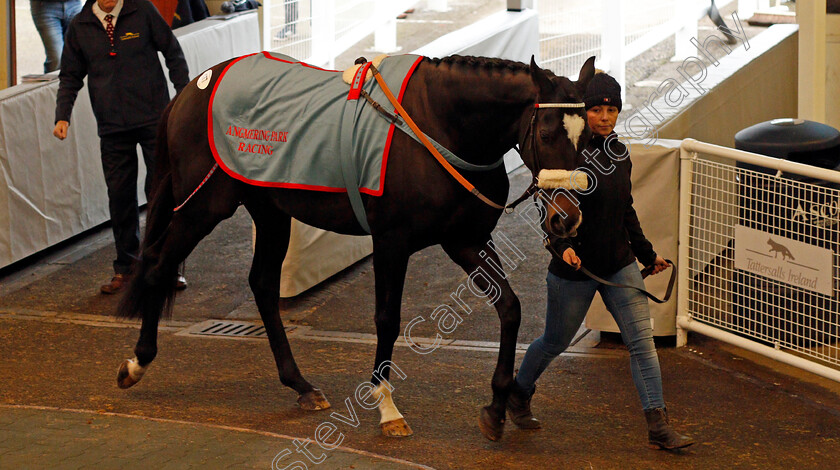 Lot-0177-Laugharne-£15000-0001 
 Lot 177 LAUGHARNE selling for £15000 at Tattersalls Ireland Ascot November Sale 9 Nov 2017 - Pic Steven Cargill / Racinfotos.com