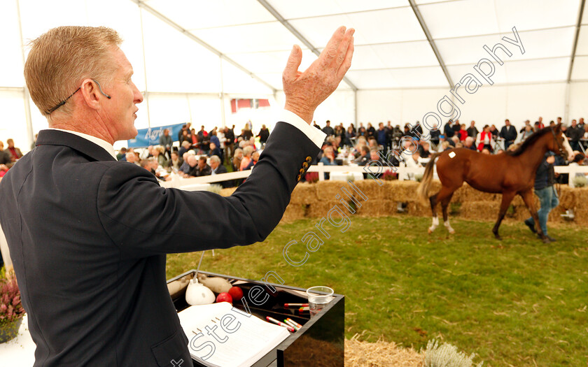 Stockholm-Yearling-Sale-0018 
 Auctioneer Alastair Pim in action during the Stockholm Yearling Sale
Bro, Sweden 22 Sep 2018 - Pic Steven Cargill / Racingfotos.com