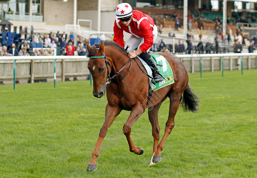 Shuwari-0001 
 SHUWARI (Tom Marquand)
Newmarket 13 Oct 2023 - Pic Steven Cargill / Racingfotos.com