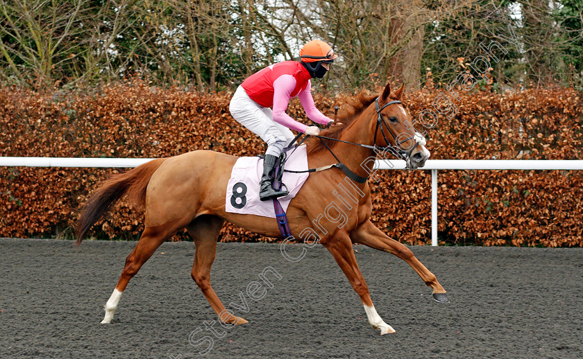 Pretty-Shiftwell-0001 
 PRETTY SHIFTWELL (Richard Kingscote) 
Kempton 16 Feb 2021 - Pic Steven Cargill / Racingfotos.com