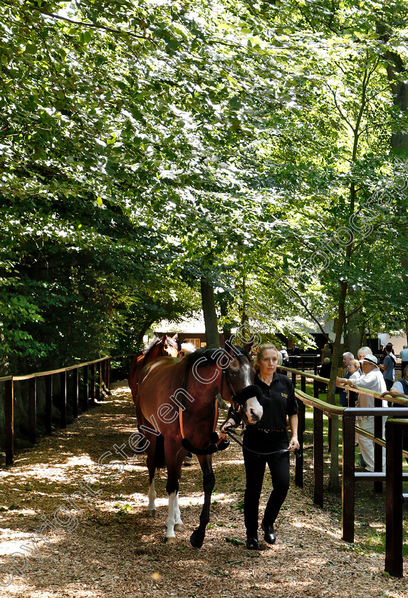 Newmarket-0005 
 Horses in the pre-parade ring
Newmarket 27 Jun 2019 - Pic Steven Cargill / Racingfotos.com