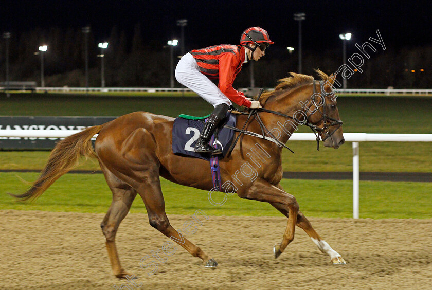 King-Of-Jungle-0002 
 KING OF JUNGLE (Ross Coakley)
Wolverhampton 11 Mar 2022 - Pic Steven Cargill / Racingfotos.com