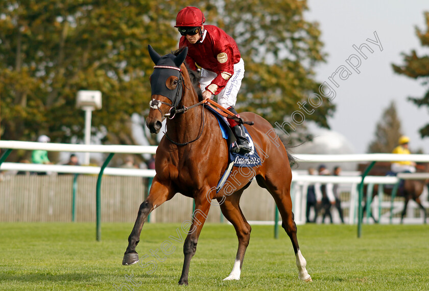 Blenheim-Star-0001 
 BLENHEIM STAR (Franny Norton)
Newmarket 7 Oct 2023 - Pic Steven Cargill / Racingfotos.com