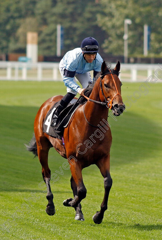 Western-0001 
 WESTERN (Pat Dobbs)
Ascot 8 Sep 2023 - Pic Steven Cargill / Racingfotos.com