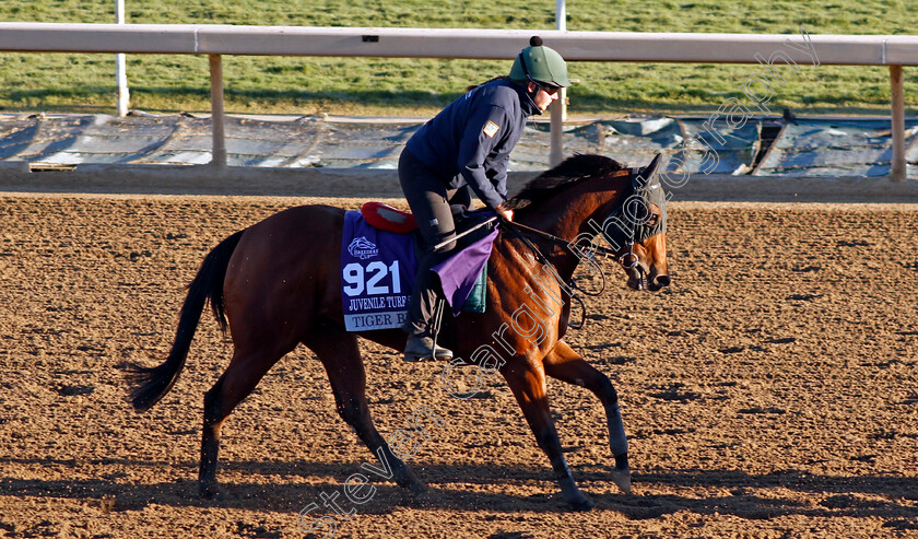 Tiger-Belle-0001 
 TIGER BELLE training for The Breeders' Cup Juvenile Turf Sprint
Santa Anita USA, 31 October 2023 - Pic Steven Cargill / Racingfotos.com