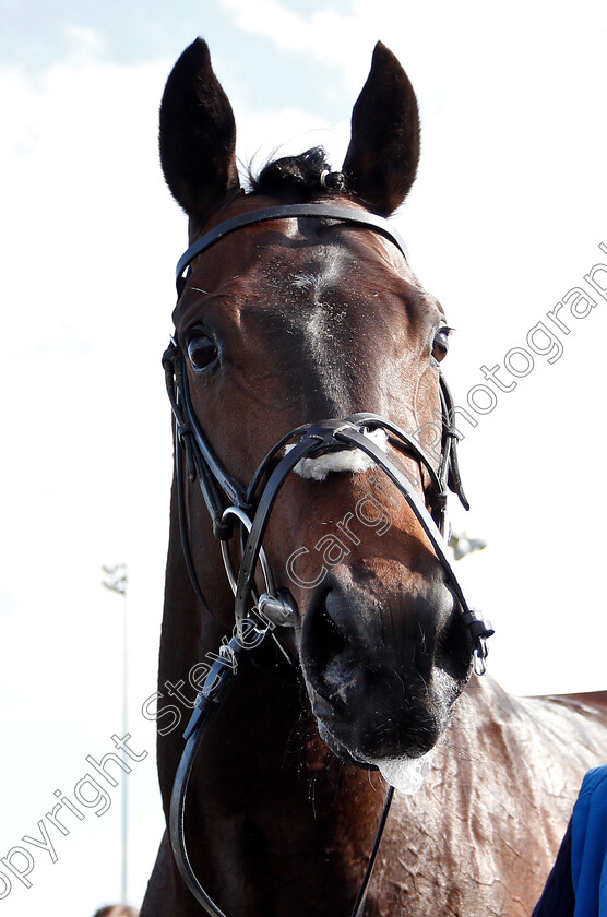 Bye-Bye-Hong-Kong-0009 
 BYE BYE HONG KONG after The Woodford Reserve Cardinal Conditions Stakes
Chelmsford 11 Apr 2019 - Pic Steven Cargill / Racingfotos.com