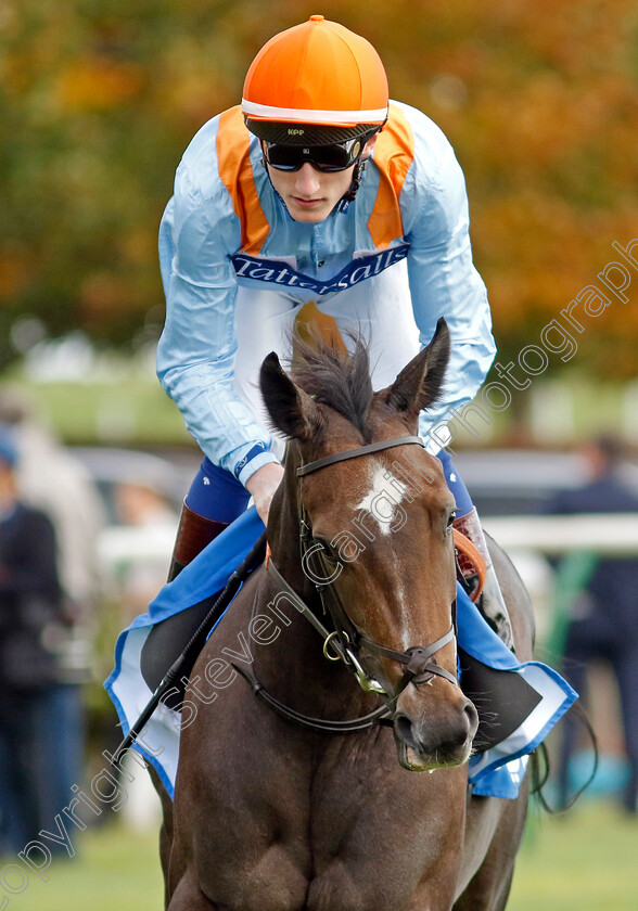 Maylandsea-0001 
 MAYLANDSEA (David Egan)
Newmarket 7 Oct 2022 - Pic Steven Cargill / Racingfotos.com