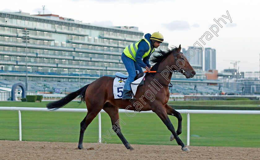 Yuvraaj-0001 
 YUVRAAJ training at the Dubai Racing Carnival 
Meydan 2 Jan 2025 - Pic Steven Cargill / Racingfotos.com