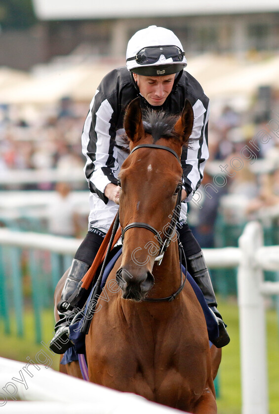 Morning-Light-0001 
 MORNING LIGHT (Ryan Moore)
Doncaster 15 Sep 2023 - Pic Steven Cargill / Racingfotos.com