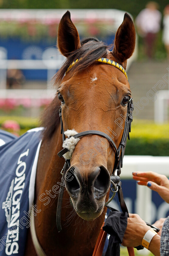 Jumbly-0007 
 JUMBLY winner of The Longines Valiant Stakes
Ascot 23 Jul 2022 - Pic Steven Cargill / Racingfotos.com