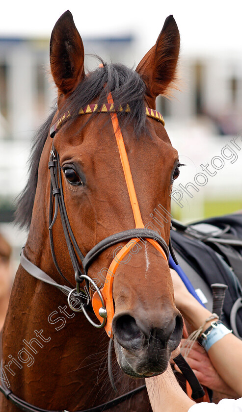 Heartache-0006 
 HEARTACHE after the Wainwrights Flying Childers Stakes Doncaster 15 Sep 2017 - Pic Steven Cargill / Racingfotos.com