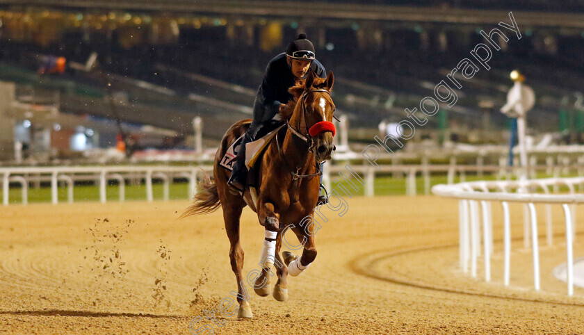 Tall-Boy-0001 
 TALL BOY training for the UAE Derby
Meydan, Dubai, 23 Mar 2023 - Pic Steven Cargill / Racingfotos.com