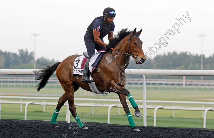 Quickthorn-0001 
 QUICKTHORN training for the Dubai Gold Cup
Meydan, Dubai, 21 Mar 2023 - Pic Steven Cargill / Racingfotos.com