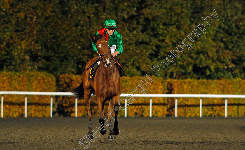 Candleford-0002 
 CANDLEFORD (Tom Marquand) before winning The Unibet 3 Uniboosts A Day Handicap
Kempton 10 Nov 2021 - Pic Steven Cargill / Racingfotos.com