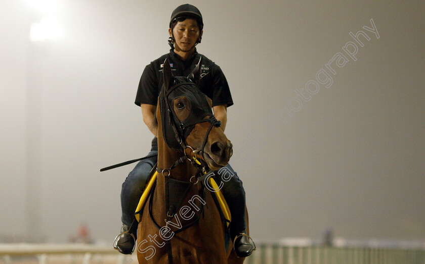 Almond-Eye-0005 
 ALMOND EYE training for The Dubai Turf
Meydan 29 Mar 2019 - Pic Steven Cargill / Racingfotos.com