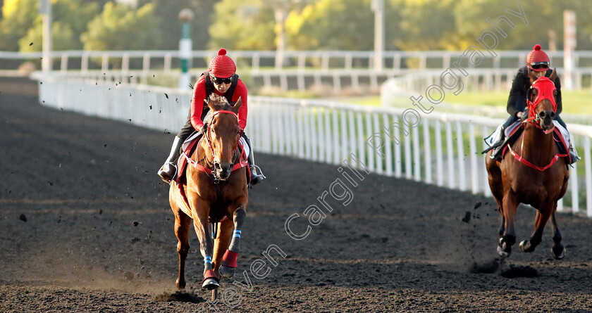 Romantic-Warrior-0003 
 ROMANTIC WARRIOR training at the Dubai Racing Carnival
Meydan 2 Jan 2025 - Pic Steven Cargill / Racingfotos.com