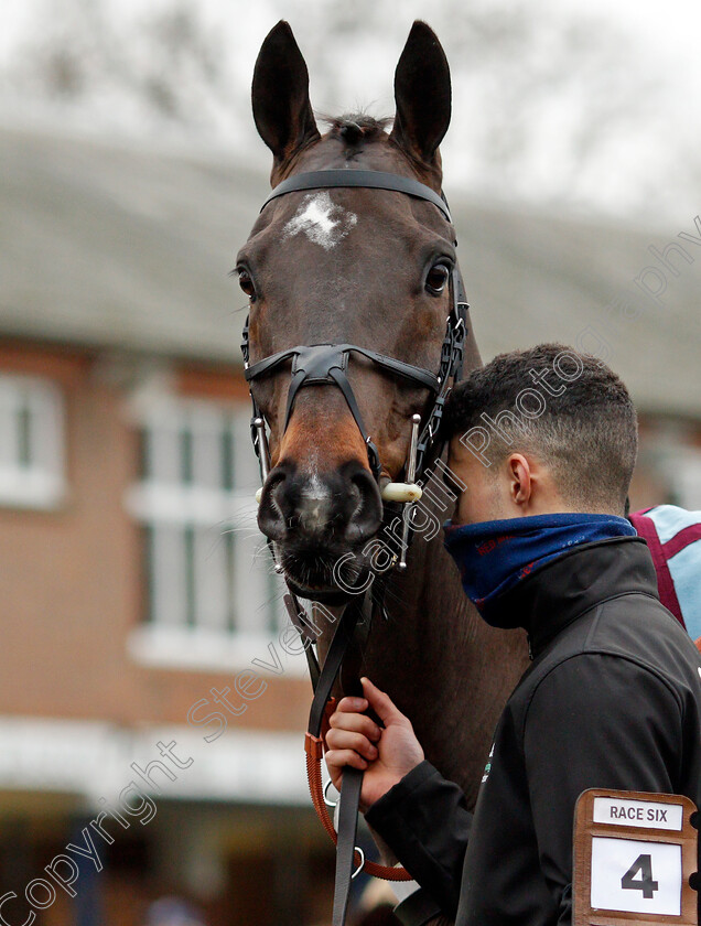 Shishkin-0011 
 SHISHKIN before The SBK Clarence House Chase
Ascot 22 Jan 2022 - Pic Steven Cargill / Racingfotos.com