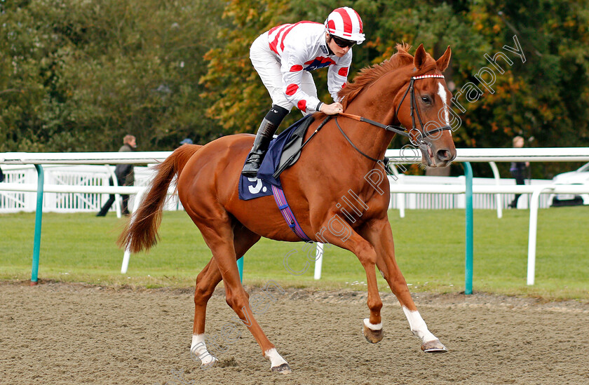 Imperium-0001 
 IMPERIUM (Jason Watson)
Lingfield 3 Oct 2019 - Pic Steven Cargill / Racingfotos.com