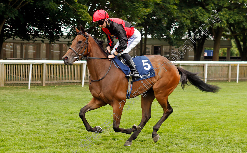 Late-Star-0001 
 LATE STAR (Adam Farragher)
Newmarket 10 Aug 2024 - Pic Steven Cargill / Racingfotos.com