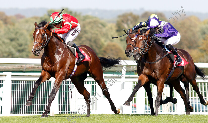 Flying-Dragon-0007 
 FLYING DRAGON (Tom Marquand) beats DAMON RUNYON (right) in The Smarkets EBF Novice Stakes
Sandown 19 Sep 2018 - Pic Steven Cargill / Racingfotos.com