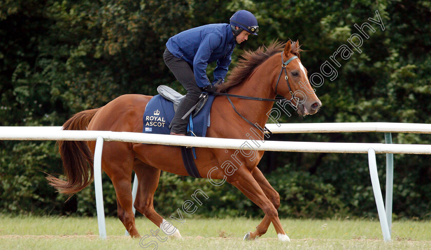 Redkirk-Warrior-0002 
 Australian trained REDKIRK WARRIOR on the gallops in Newmarket ahead of his Royal Ascot challenge
Newmarket 14 Jun 2018 - Pic Steven Cargill / Racingfotos.com