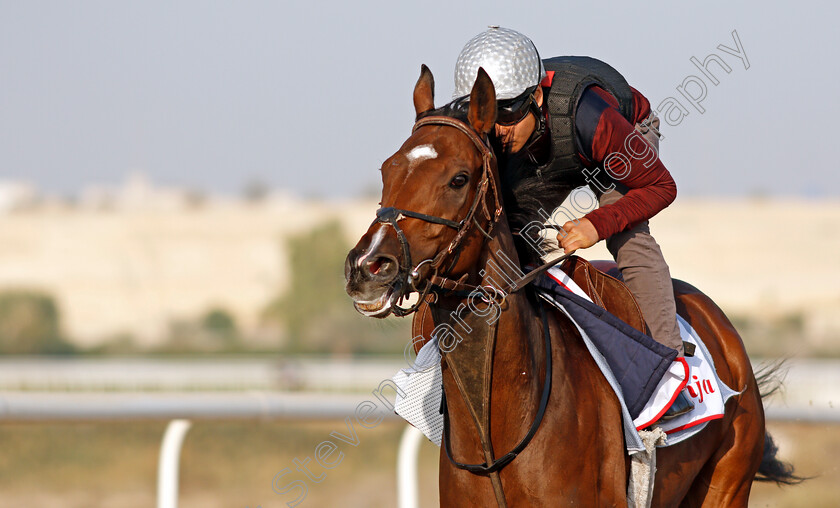 Penja-0005 
 PENJA exercising in preparation for Friday's Bahrain International Trophy
Sakhir Racecourse, Bahrain 17 Nov 2021 - Pic Steven Cargill / Racingfotos.com