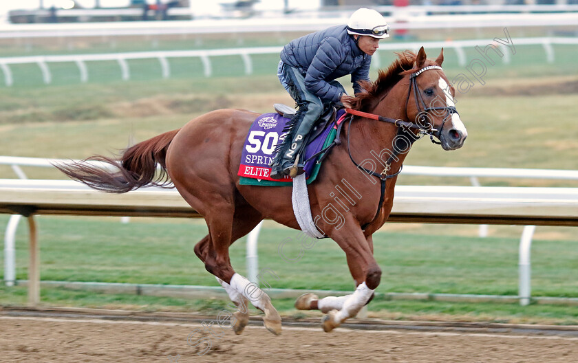 Elite-Power-0001 
 ELITE POWER training for the Breeders' Cup Sprint
Keeneland USA 2 Nov 2022 - Pic Steven Cargill / Racingfotos.com