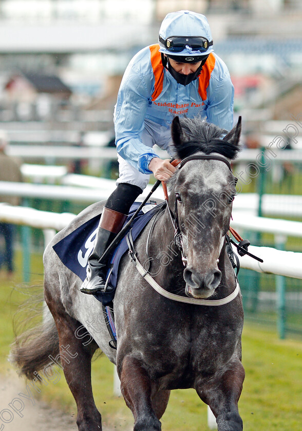 King-Of-Tonga-0001 
 KING OF TONGA (David Nolan)
Doncaster 28 Mar 2021 - Pic Steven Cargill / Racingfotos.com