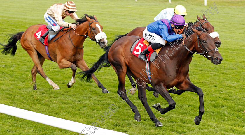 Dubai-Instinct-0004 
 DUBAI INSTINCT (Angus Villiers) wins The Betway Casino Handicap
Sandown 31 Aug 2019 - Pic Steven Cargill / Racingfotos.com