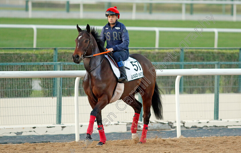 Logo-Hunter-0004 
 LOGO HUNTER training at the Dubai World Cup Carnival
Meydan 5 Jan 2023 - Pic Steven Cargill / Racingfotos.com