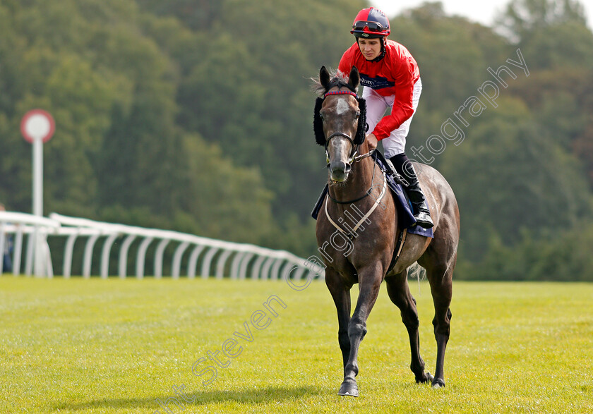 Hedging-0001 
 HEDGING (Charles Bishop) Chepstow 6 Spe 2017 - Pic Steven Cargill / Racingfotos.com