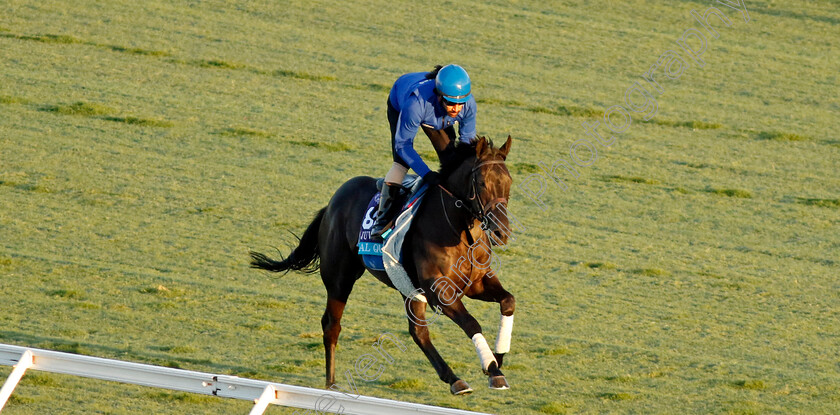 Al-Qudra-0001 
 AL QUDRA training for the Breeders' Cup Juvenile Turf
Del Mar USA 30 Oct 2024 - Pic Steven Cargill / Racingfotos.com