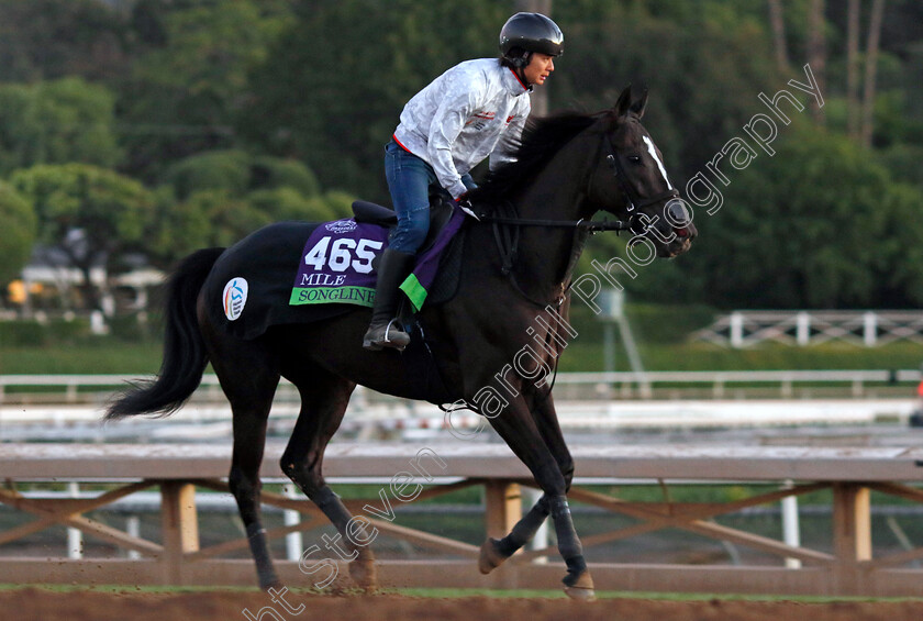 Songline-0004 
 SONGLINE training for The Breeders' Cup Mile
Santa Anita USA, 30 Oct 2023 - Pic Steven Cargill / Racingfotos.com