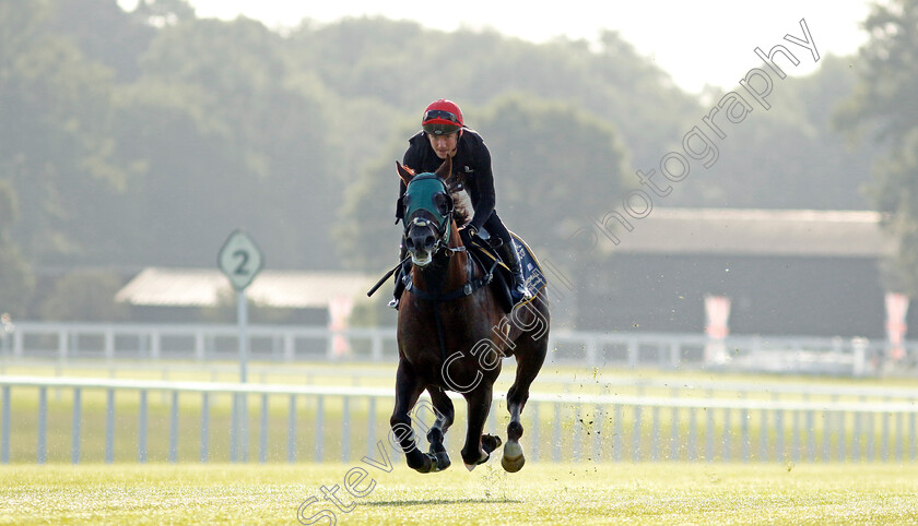 Cannonball-0013 
 CANNONBALL preparing for Royal Ascot
Ascot 14 Jun 2023 - Pic Steven Cargill / Racingfotos.com