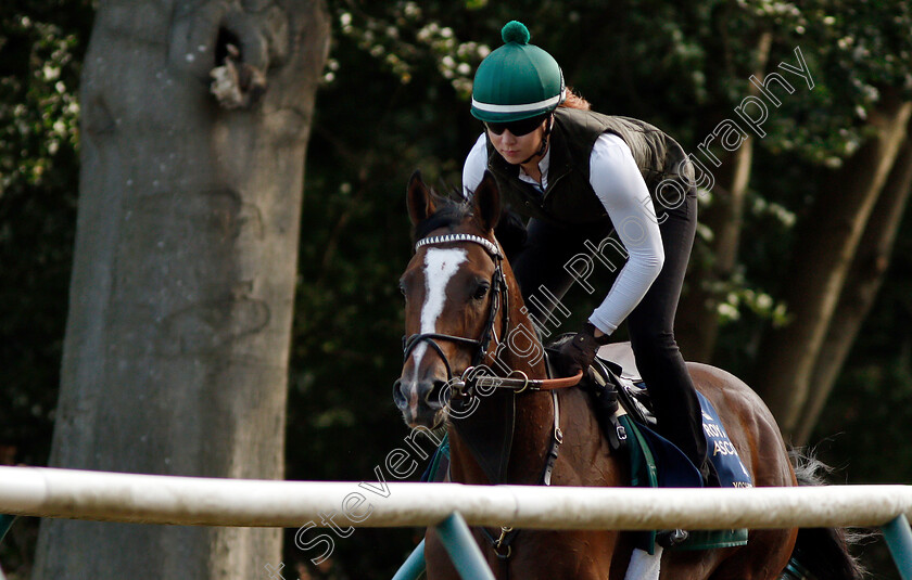 Yoshida-0012 
 American trained YOSHIDA on the gallops in Newmarket ahead of his Royal Ascot challenge
Newmarket 14 Jun 2018 - Pic Steven Cargill / Racingfotos.com