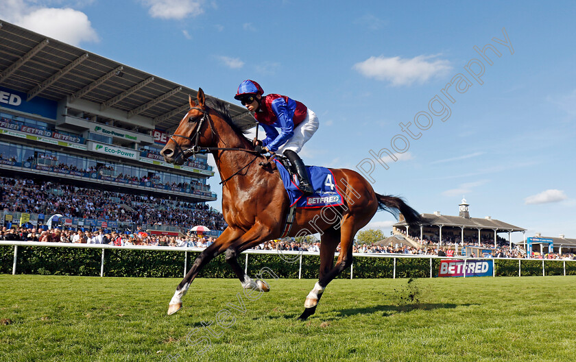 Jan-Brueghel-0005 
 JAN BRUEGHEL (Sean Levey) winner of The Betfred St Leger 
Doncaster 14 Sep 2024 - Pic Steven Cargill / Racingfotos.com