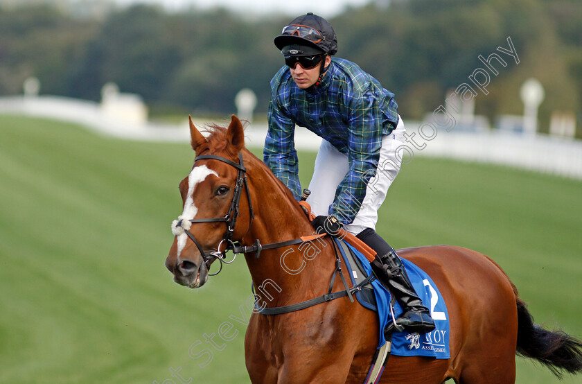 The-Swagman 
 THE SWAGMAN (Charles Bishop)
Ascot 1 Oct 2021 - Pic Steven Cargill / Racingfotos.com