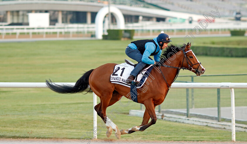 Spangled-Mac-0001 
 SPANGLED MAC training at Meydan, Dubai
2 Feb 2023 - Pic Steven Cargill / Racingfotos.com